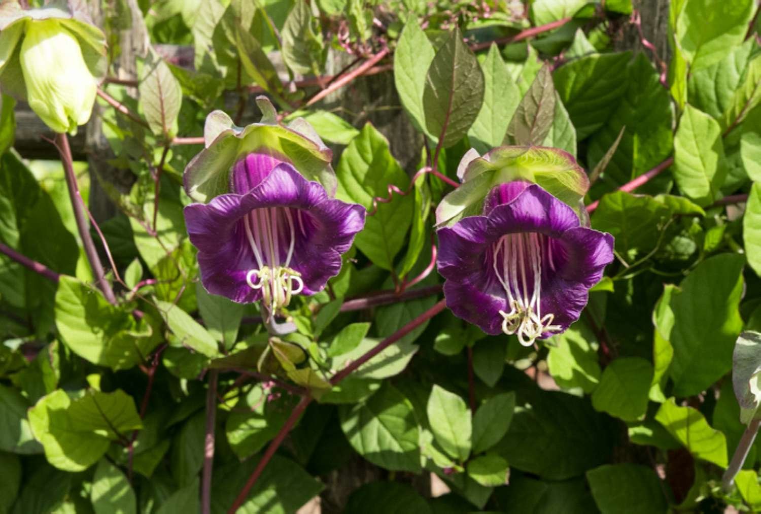 Cup and Saucer Vine (Cobaea scandens)